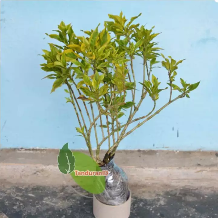 Detail Bunga Melati Kuning Nomer 32
