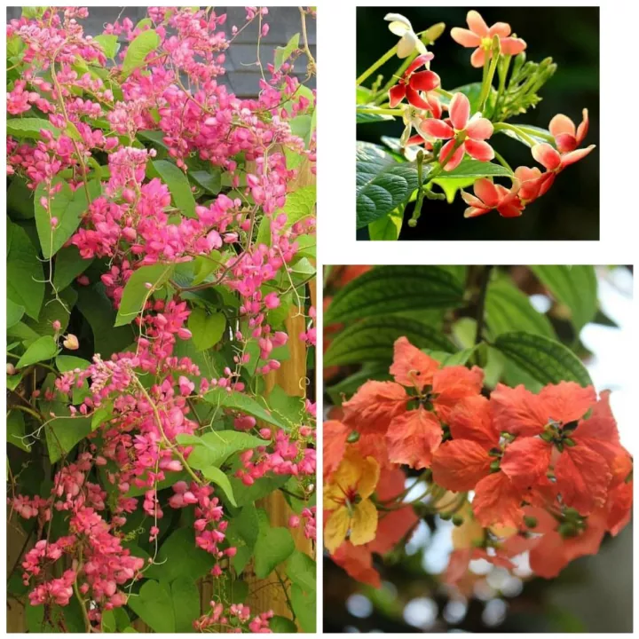 Detail Bunga Melati Pink Nomer 41