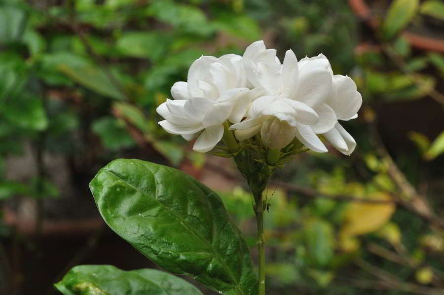 Detail Bunga Melati Putih Nomer 55