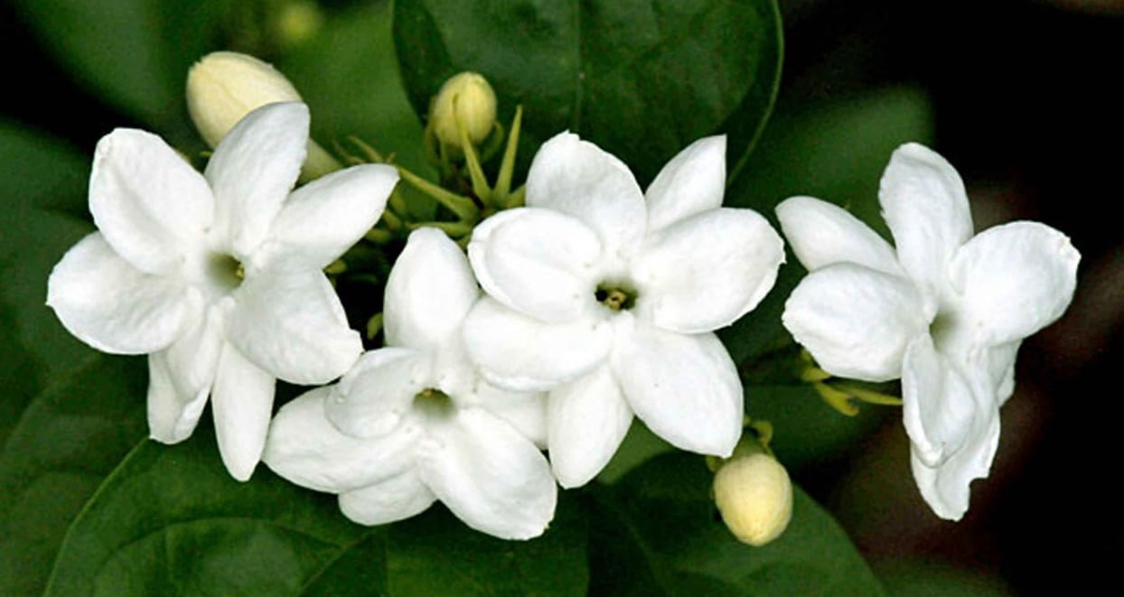 Detail Bunga Melati Putih Nomer 8