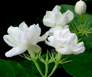 Detail Bunga Melati Putih Nomer 10