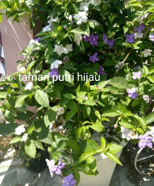 Detail Bunga Melati Ungu Nomer 40