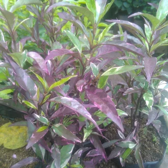 Detail Bunga Melati Ungu Nomer 51