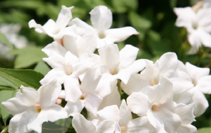 Detail Bunga Melati Ungu Putih Nomer 30