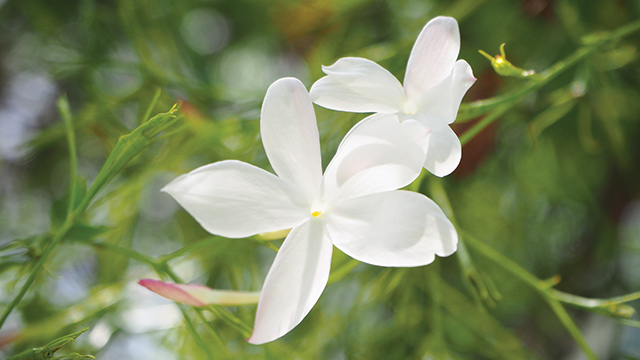 Detail Bunga Melati Ungu Putih Nomer 35