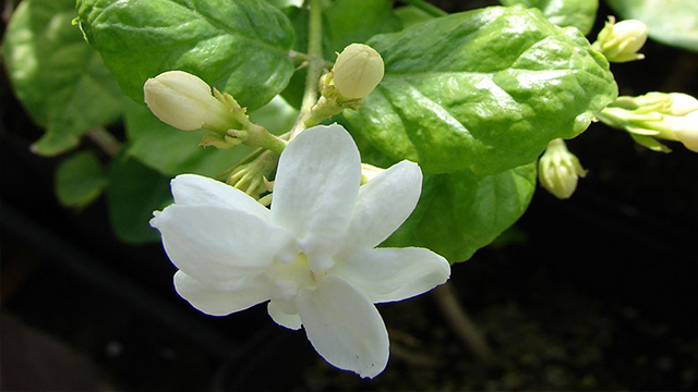 Detail Bunga Melati Ungu Putih Nomer 41