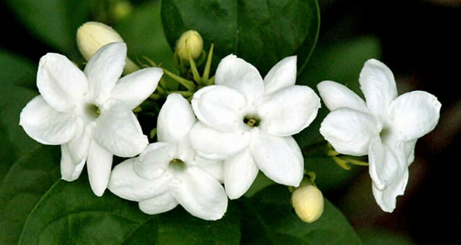 Detail Bunga Melati Ungu Putih Nomer 42