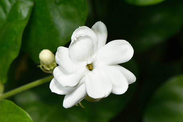Detail Bunga Melati Ungu Putih Nomer 51