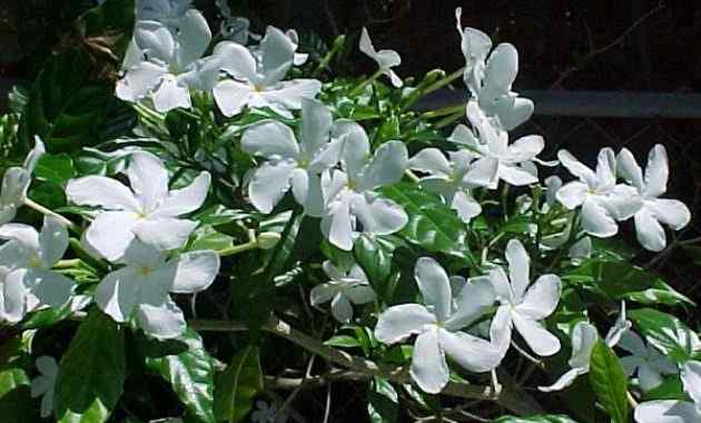Detail Bunga Melati Ungu Putih Nomer 56