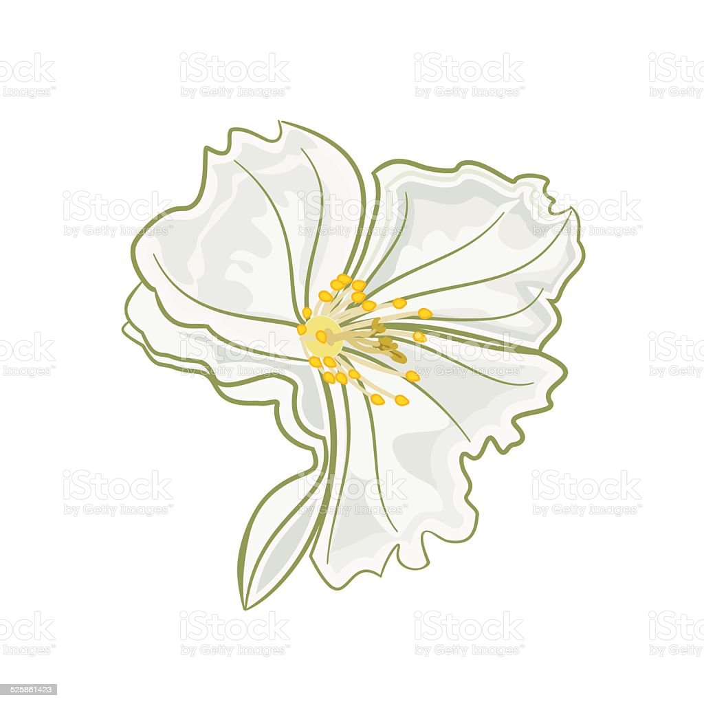 Detail Bunga Melati Vector Nomer 11