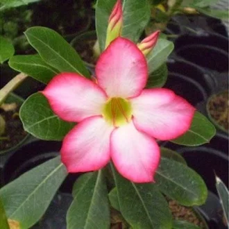 Detail Bunga Merah Muda Nomer 24