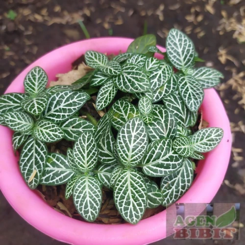 Detail Bunga Mini Dalam Pot Nomer 14