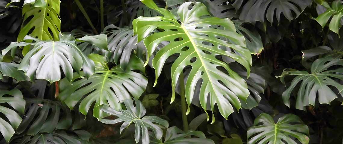 Detail Bunga Monstera Deliciosa Nomer 26