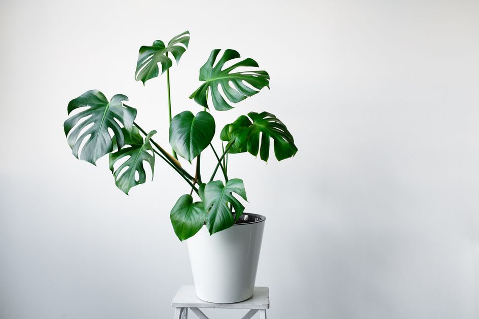 Detail Bunga Monstera Deliciosa Nomer 4