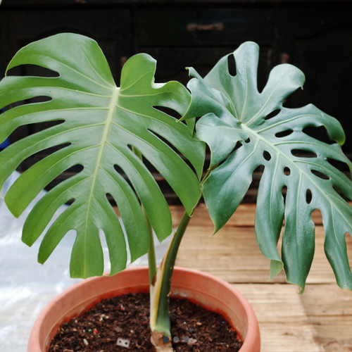Detail Bunga Monstera Putih Nomer 13