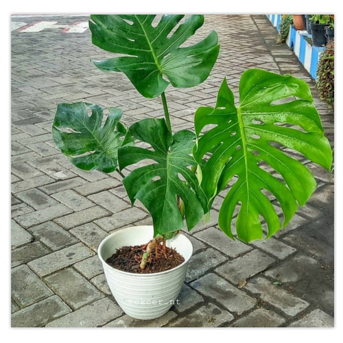 Detail Bunga Monstera Putih Nomer 20