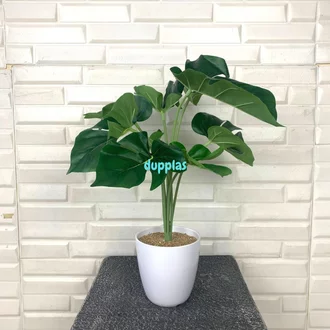 Detail Bunga Monstera Putih Nomer 21