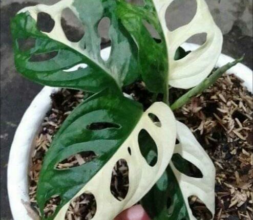 Detail Bunga Monstera Putih Nomer 25