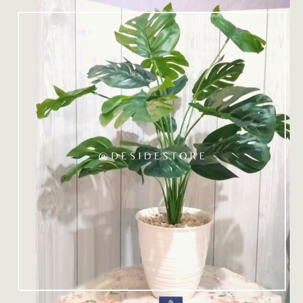 Detail Bunga Monstera Putih Nomer 30