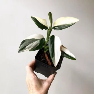 Detail Bunga Monstera Putih Nomer 34