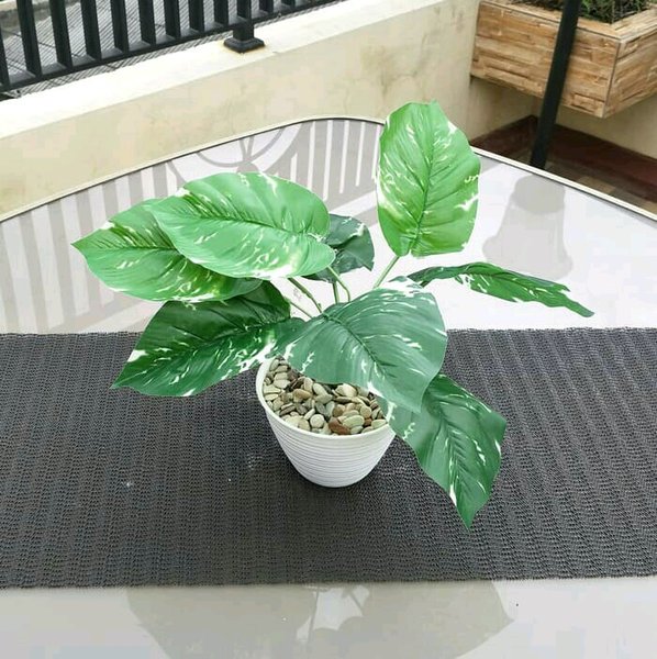Detail Bunga Monstera Putih Nomer 35