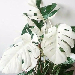 Detail Bunga Monstera Putih Nomer 6