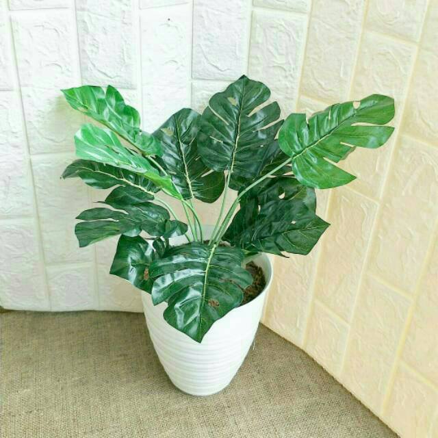 Detail Bunga Monstera Putih Nomer 50