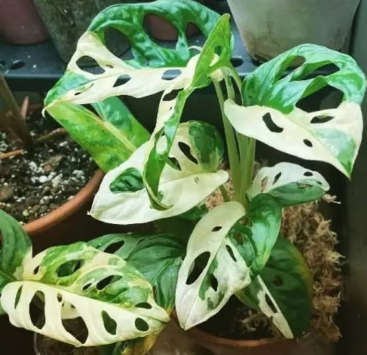 Detail Bunga Monstera Putih Nomer 52