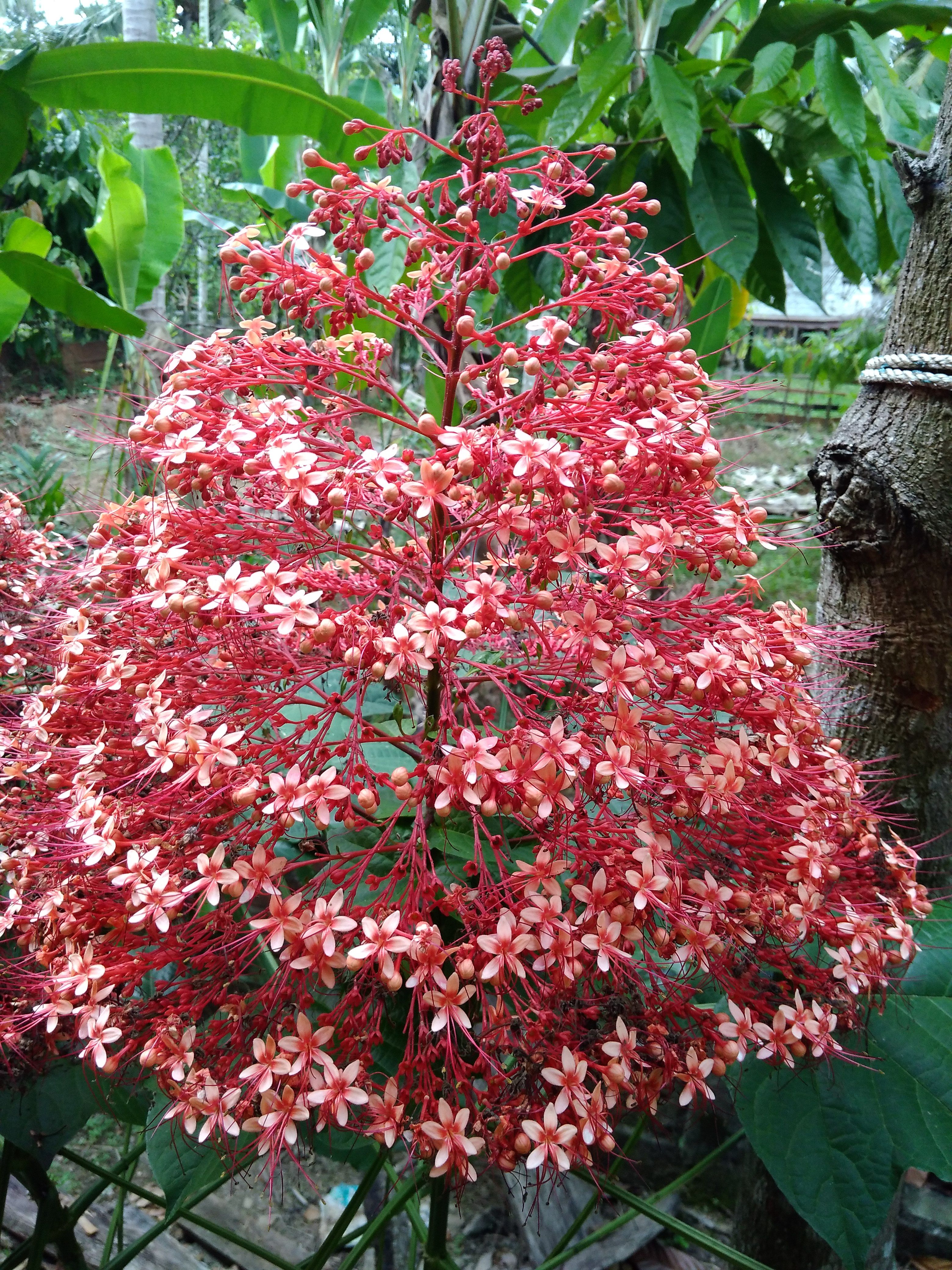 Detail Bunga Pagoda Merah Nomer 20