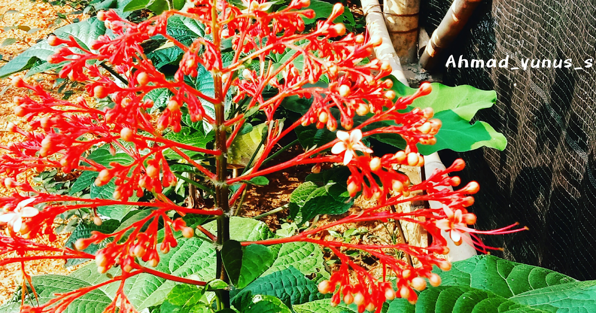 Detail Bunga Pagoda Merah Nomer 21