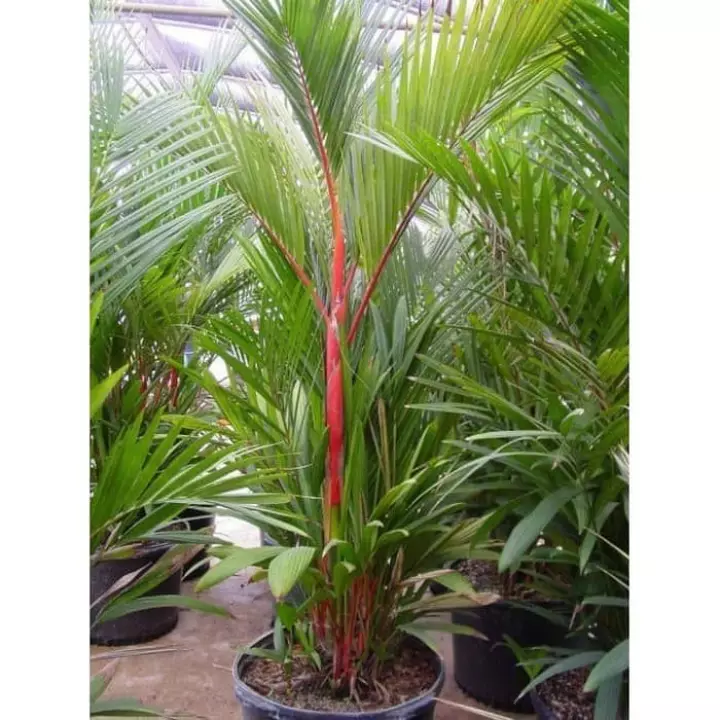 Detail Bunga Palem Merah Nomer 13