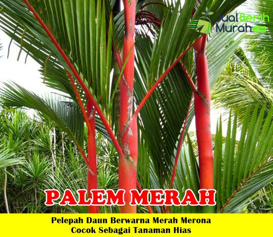 Detail Bunga Palem Merah Nomer 31