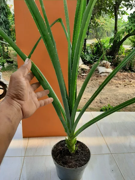 Detail Bunga Pandan Duri Nomer 51