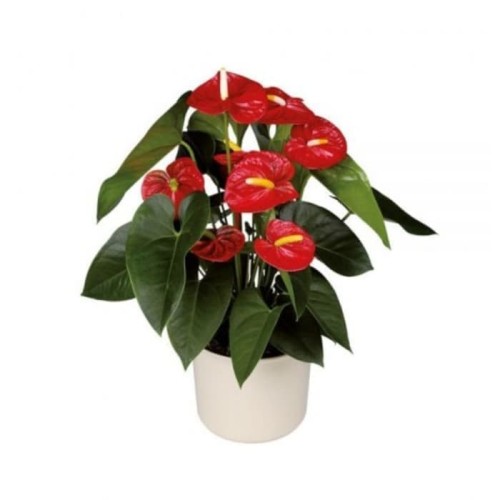 Bunga Peace Lily Merah - KibrisPDR