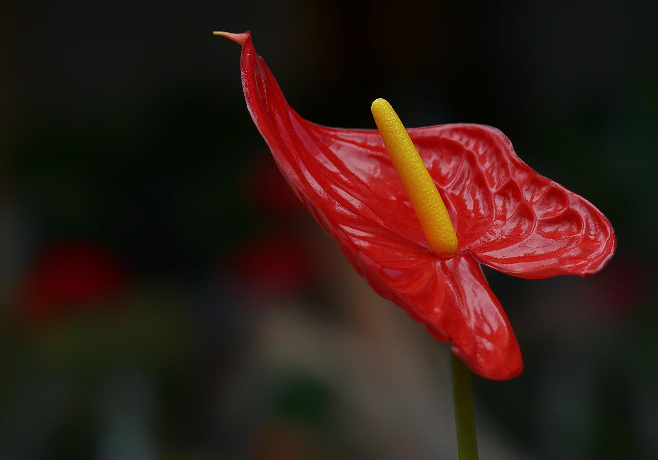 Detail Bunga Peace Lily Merah Nomer 20