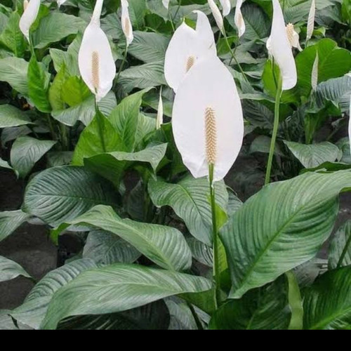 Detail Bunga Peace Lily Merah Nomer 21