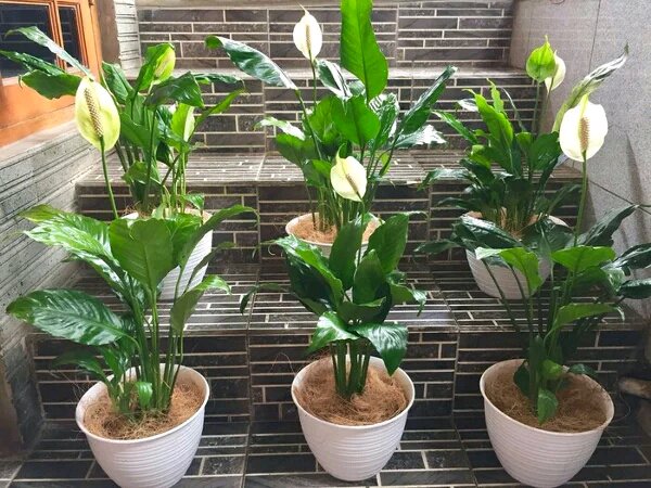 Detail Bunga Peace Lily Merah Nomer 4