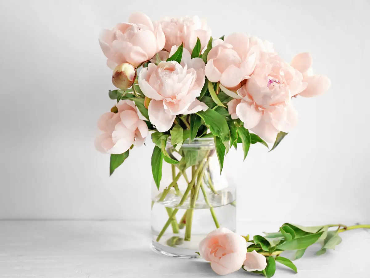 Detail Bunga Peony Nomer 9