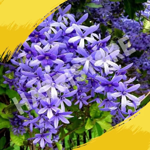 Detail Bunga Petrea Ungu Nomer 42
