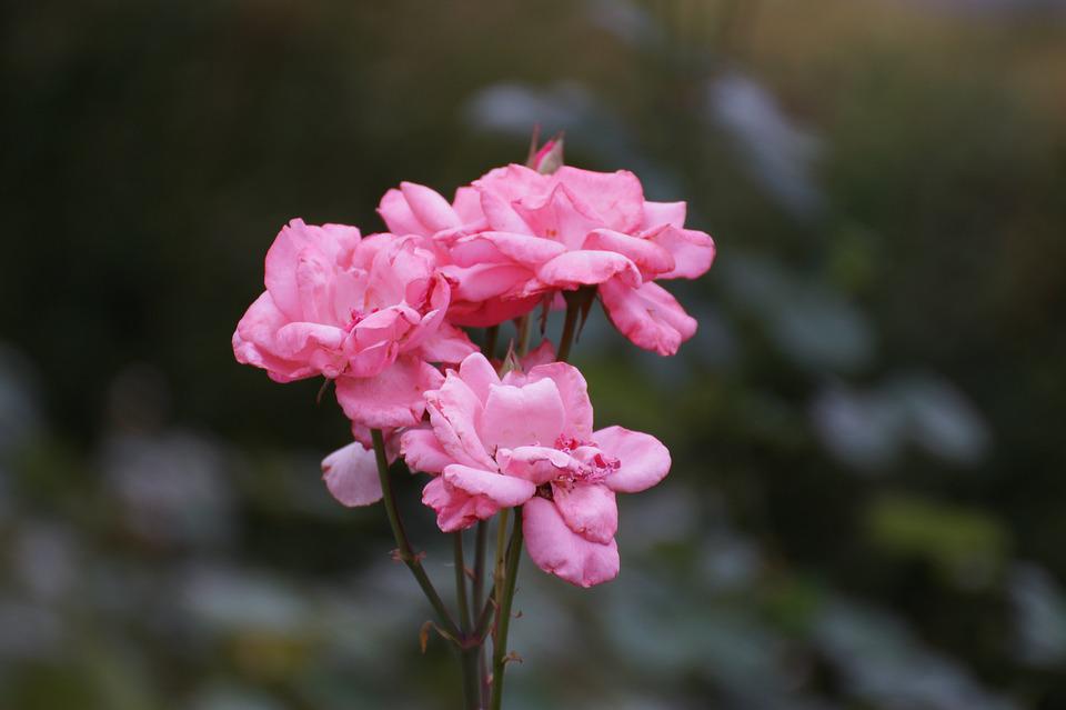 Detail Bunga Pink Cantik Nomer 24