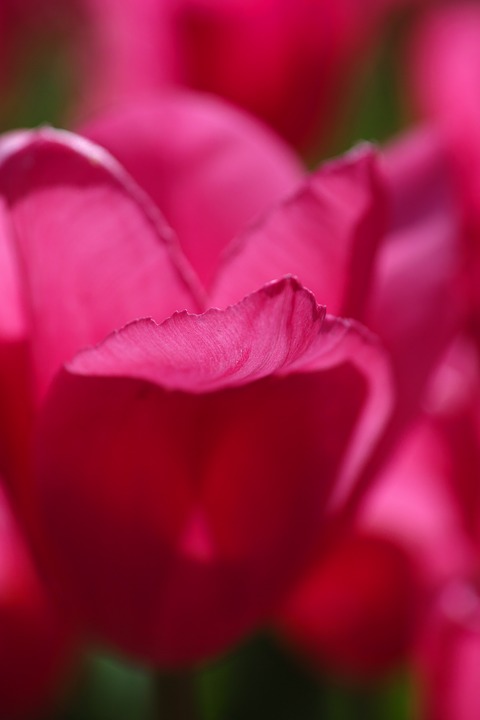 Detail Bunga Pink Cantik Nomer 34