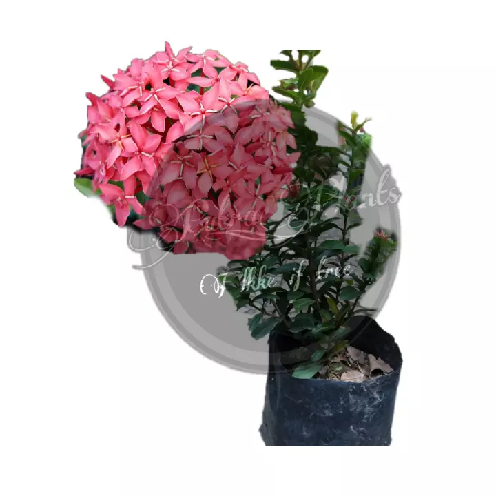 Detail Bunga Pink Cantik Nomer 55
