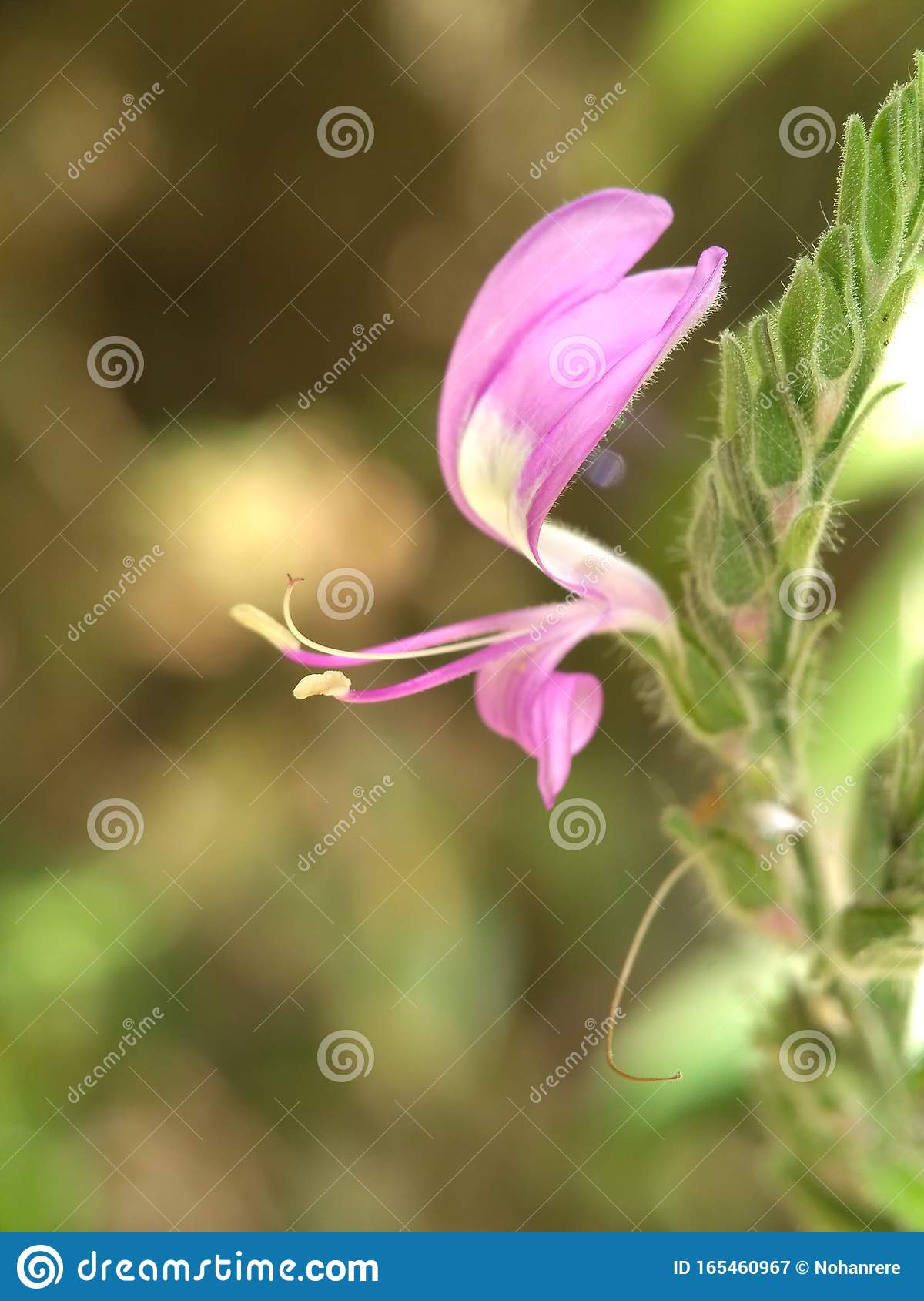 Detail Bunga Pink Kecil Nomer 17