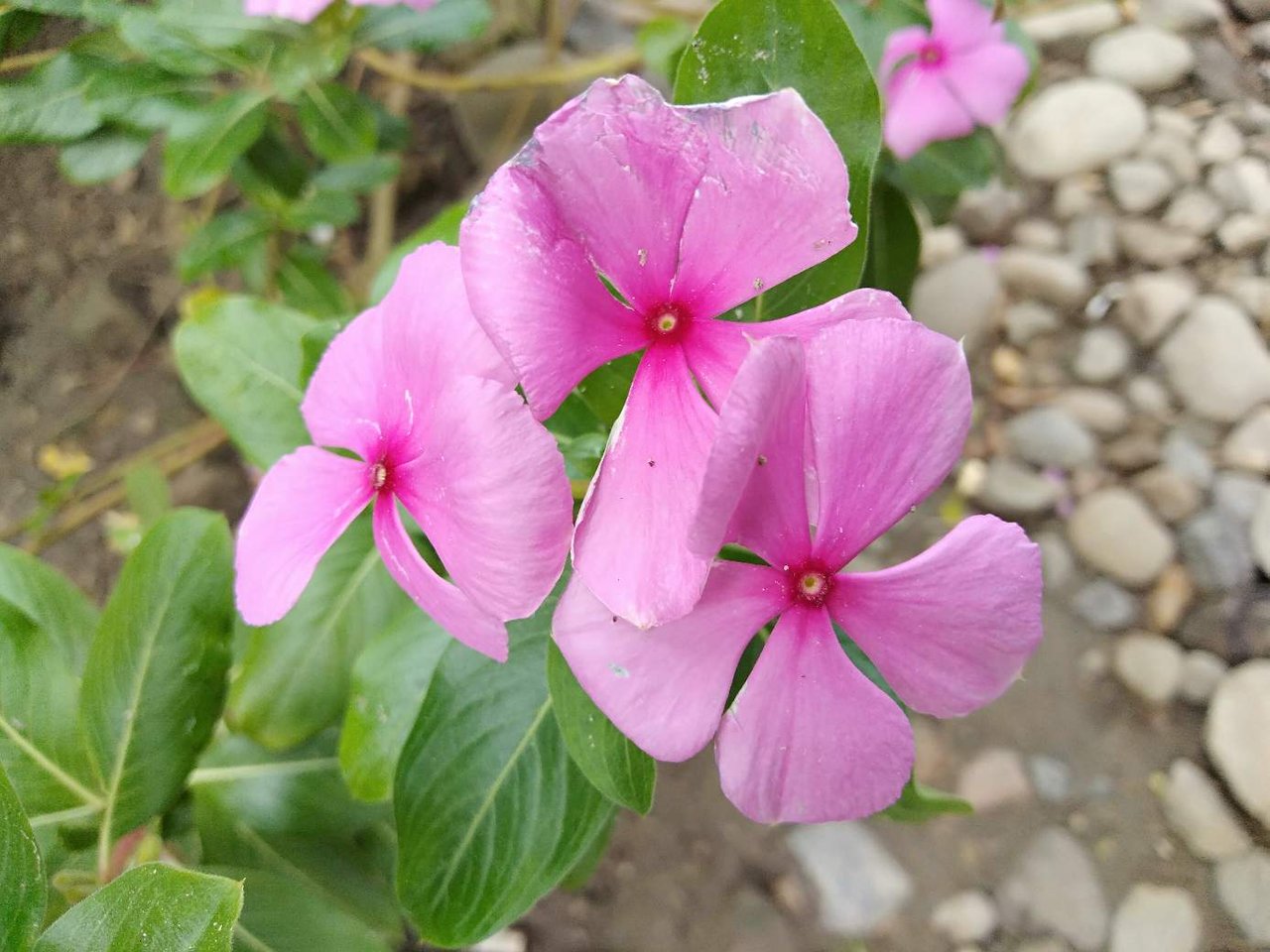 Detail Bunga Pink Kecil Nomer 23