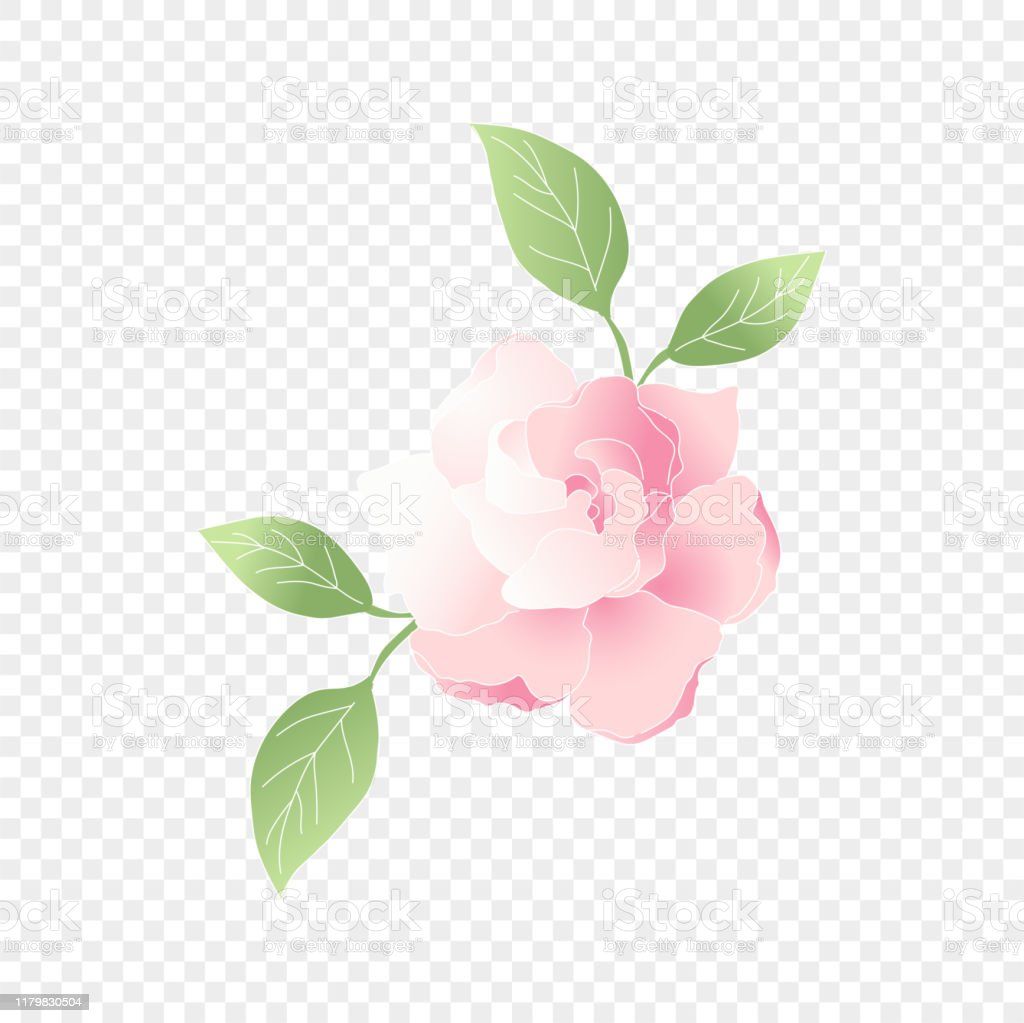 Detail Bunga Pink Vector Nomer 12