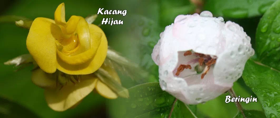 Detail Bunga Pohon Beringin Nomer 7