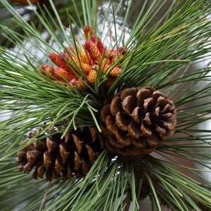 Detail Bunga Pohon Pinus Nomer 9