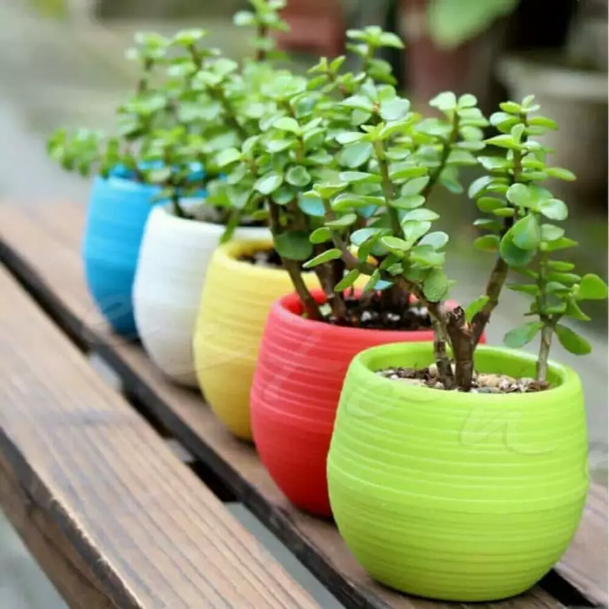 Detail Bunga Pot Kecil Nomer 14