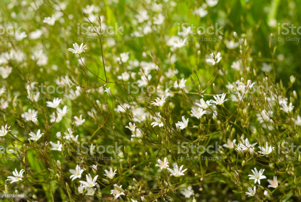 Detail Bunga Putih Kecil Nomer 39