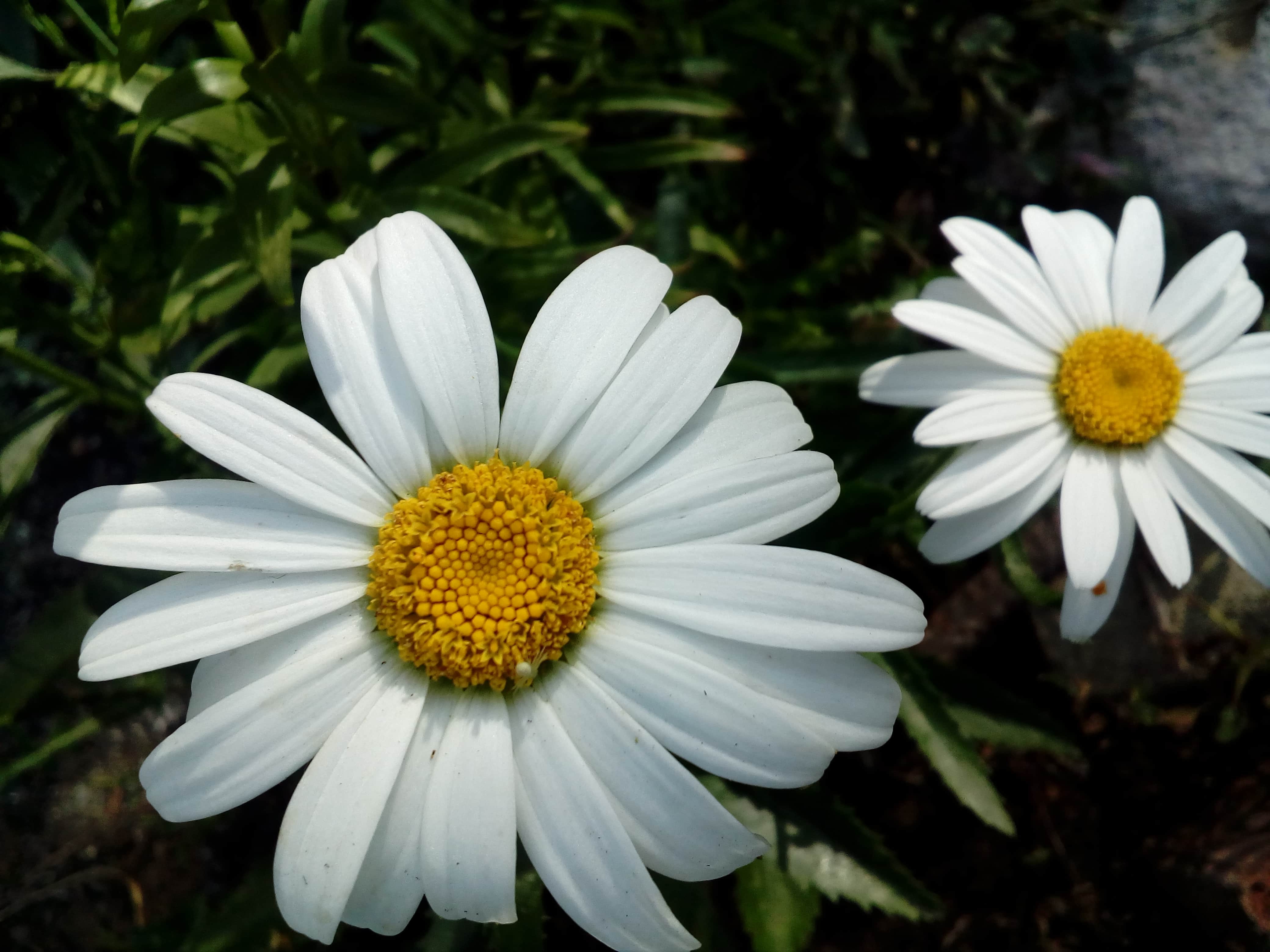 Pics Of Daisy